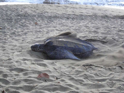 Image of Leatherback sea turtle