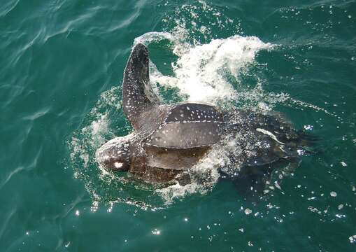 Image of Leatherback sea turtle