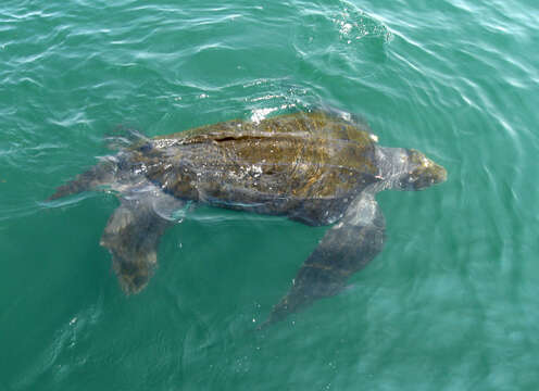 Image of Leatherback sea turtle