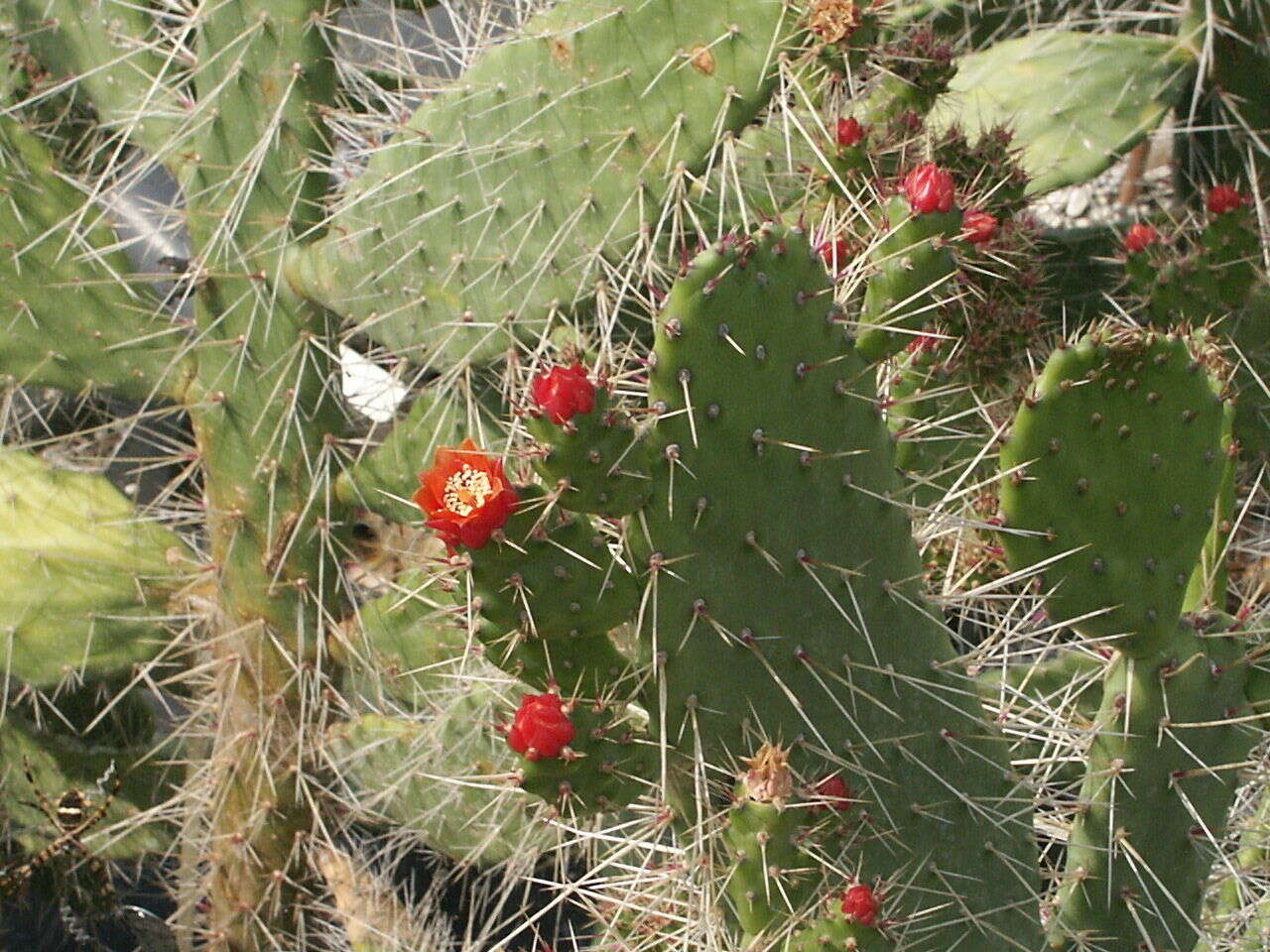 Image of pricklypear