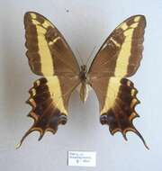 Sivun Papilio andraemon Hübner (1823) kuva