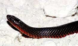 Image of colubrid snakes
