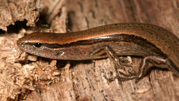 Image of Ground Skinks