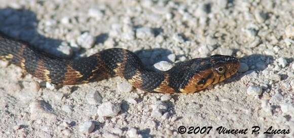 Image of Southern Water Snake