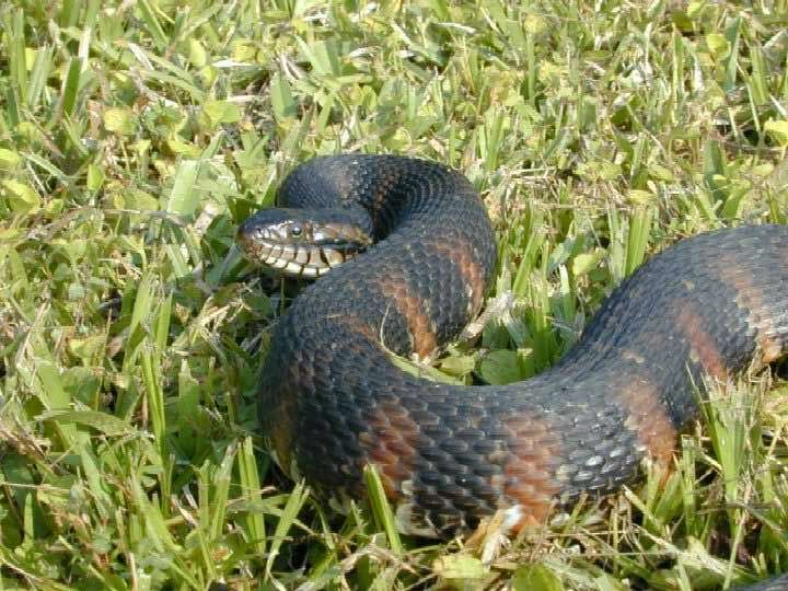 Image of Southern Water Snake