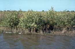 Image of black mangrove