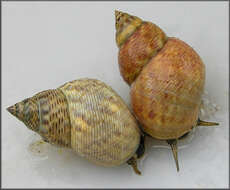 Image of Mangrove periwinkles