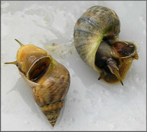 Image of Mangrove periwinkles