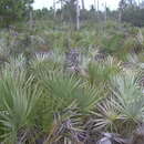 Image of saw palmetto