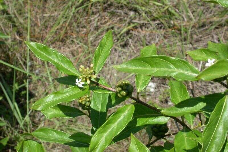 Image de Morinda