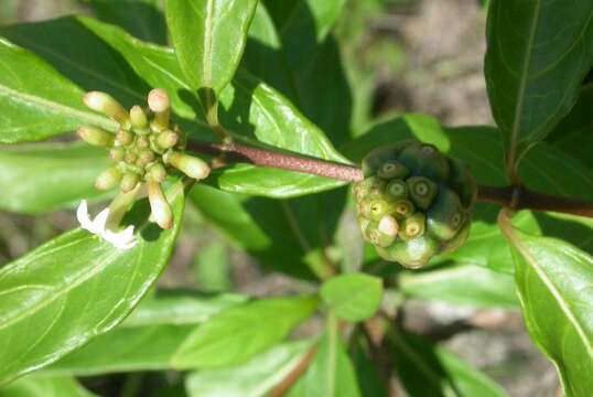 Image de Morinda