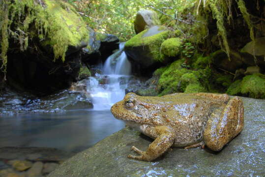 Imagem de Rana Linnaeus 1758