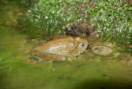 Image of Rana Linnaeus 1758