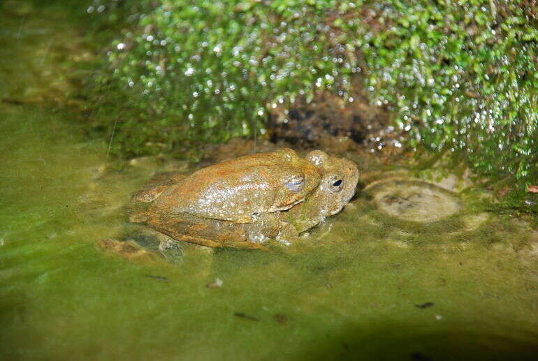 Imagem de Rana Linnaeus 1758