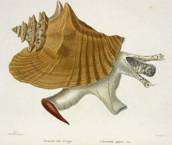 Image of Lobatus Swainson 1837