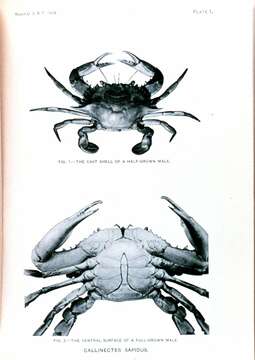 Image of Callinectes Stimpson 1860