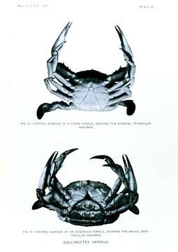 Image of Callinectes Stimpson 1860