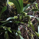 Image of Angraecum cadetii Bosser