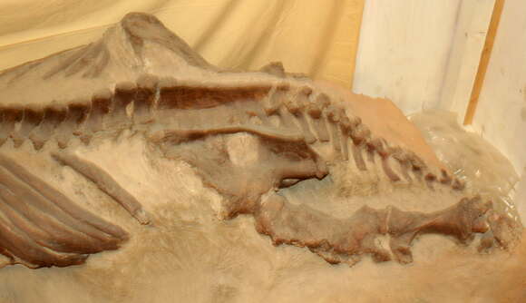 Image of mylodont ground sloths