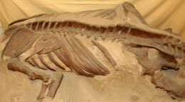 Image of Mylodontidae