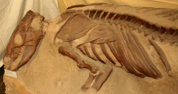 Image of mylodont ground sloths