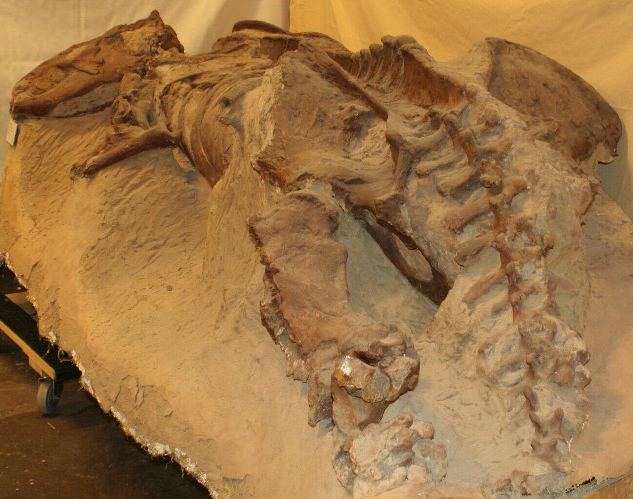 Image of mylodont ground sloths