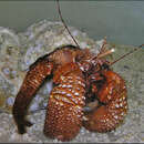 Image of Giant hermit crab