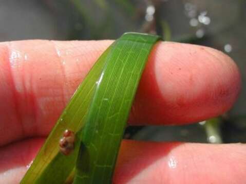 Image of eelgrass family