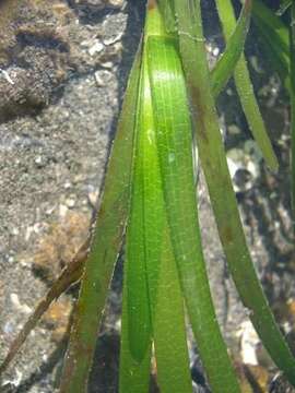 Image of eelgrass family