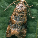 Image of European vine moth