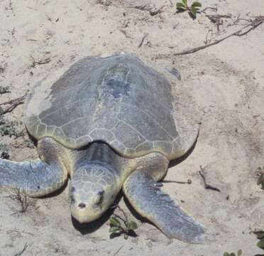 Image of Ridley sea turtles