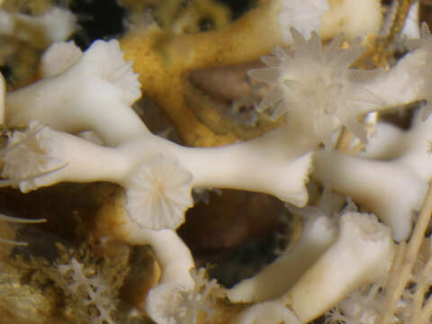 Image of caryophylliid corals