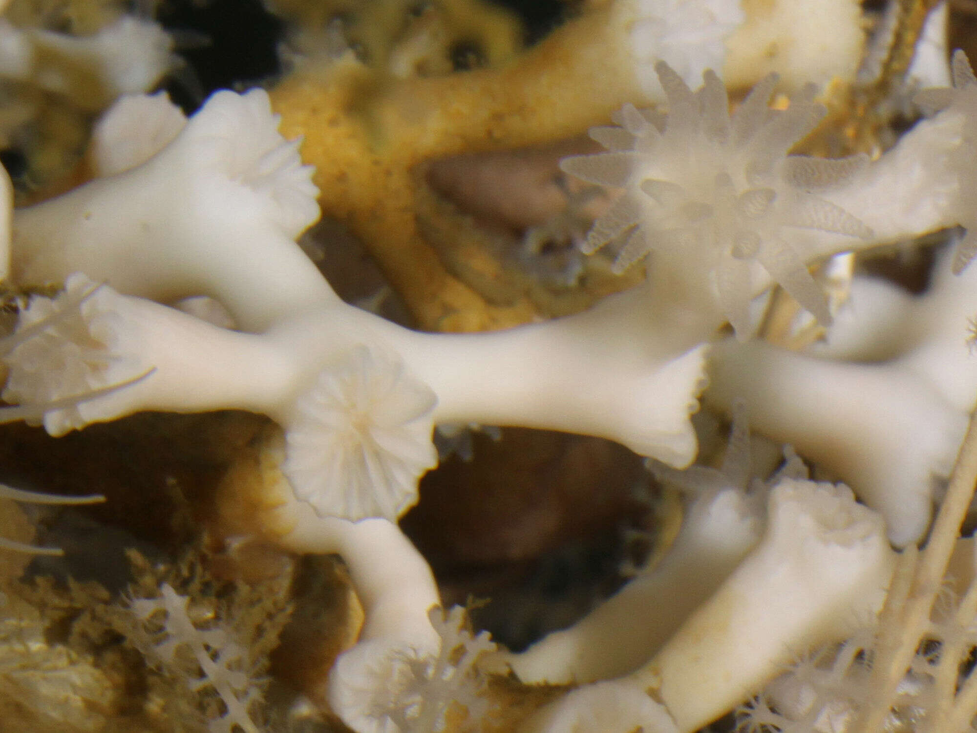 Image of caryophylliid corals