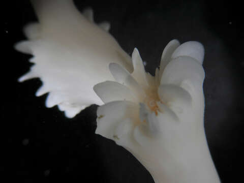 Image of caryophylliid corals