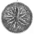 Image de Letepsammia formosissima (Moseley 1876)