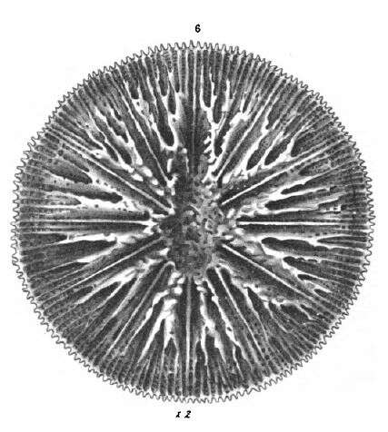 Sivun Micrabaciidae Vaughan 1905 kuva