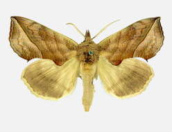 Image of Vampire Moths