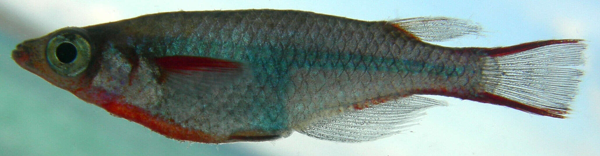 Image of Adrianichthyoidei