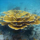 Image of Elkhorn Coral