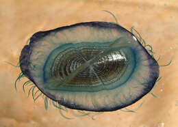 Слика од Velella Lamarck 1801