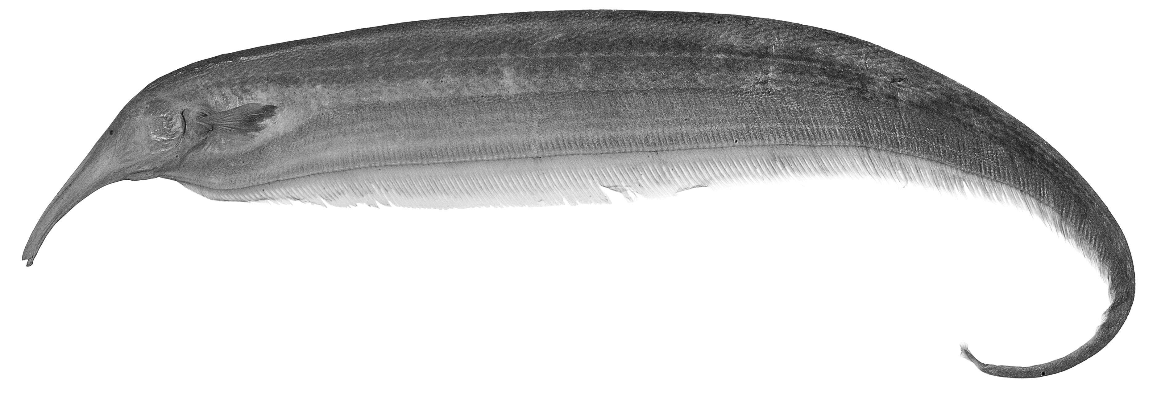 Image of ghost knifefishes