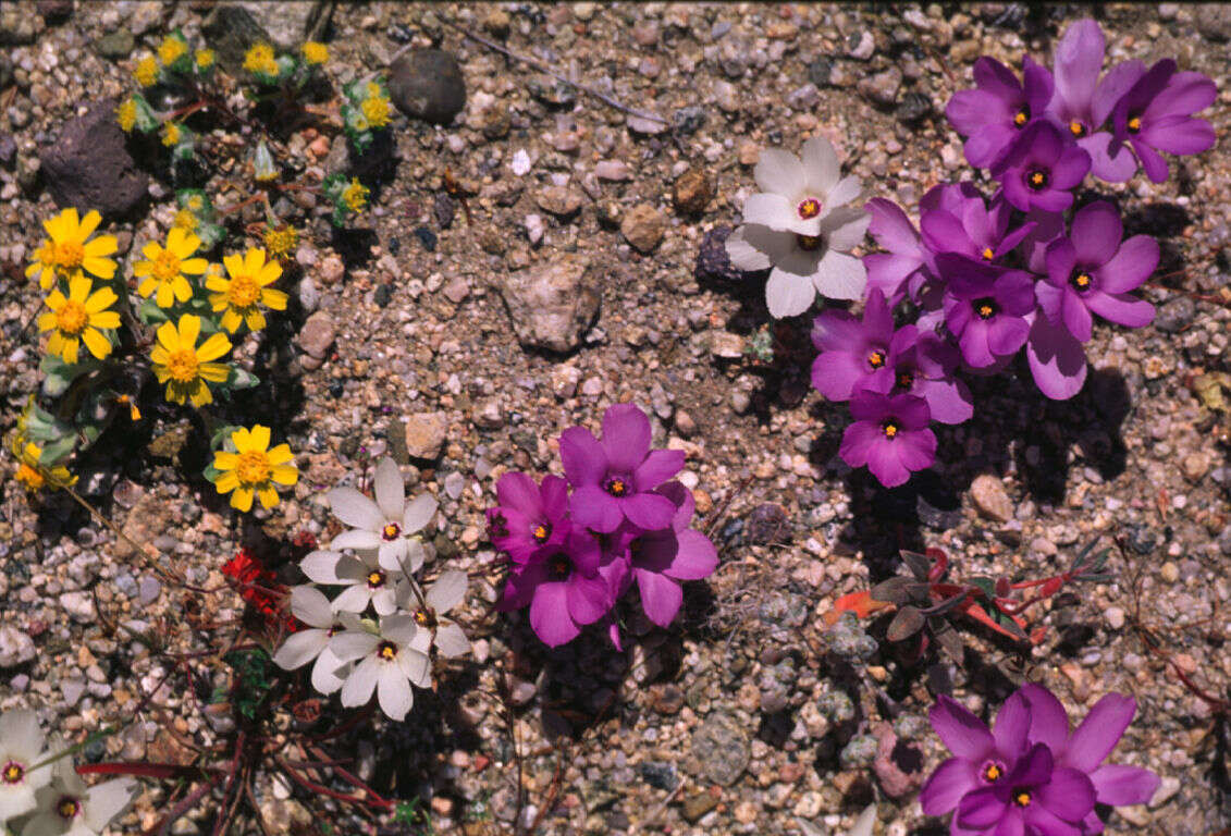 Plancia ëd Linanthus