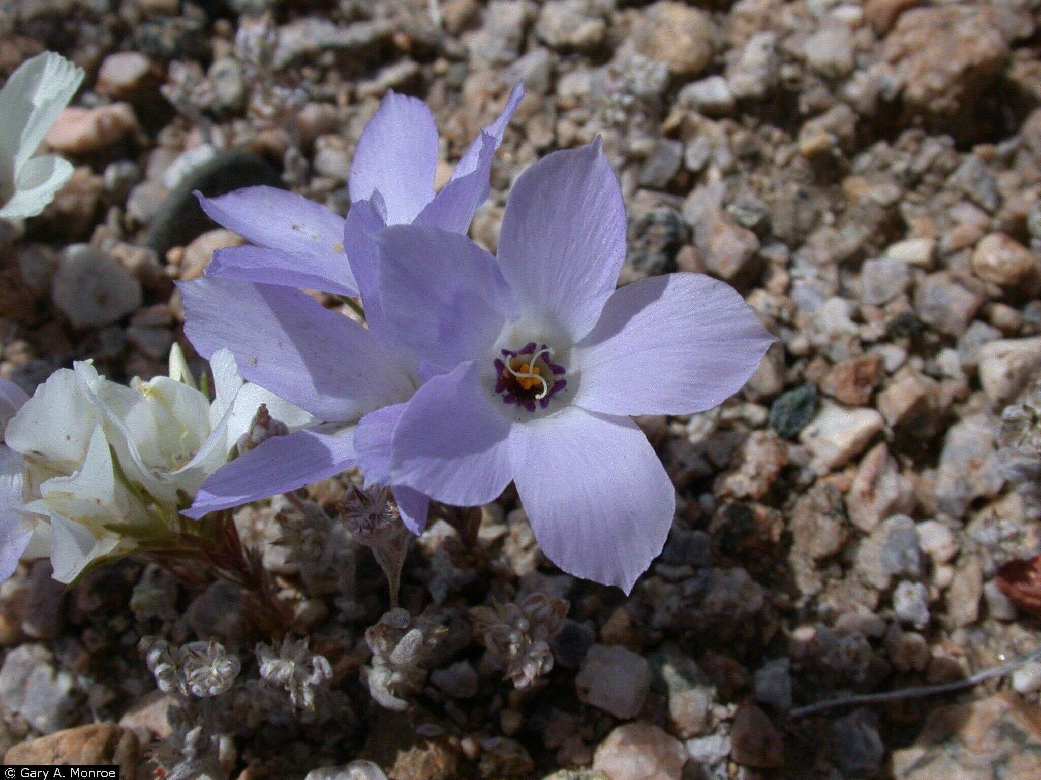 Plancia ëd Linanthus