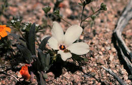 Plancia ëd Linanthus