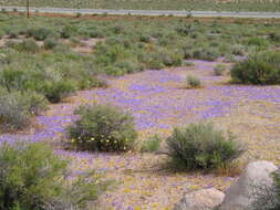 Plancia ëd Linanthus