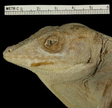 Image of Culebra Giant Anole