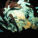 Image of Giant tube worm
