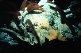 Image of tube worms