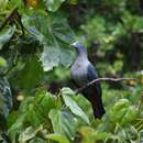 Image of Marquesan Imperial Pigeon