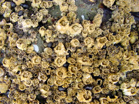 Image of barnacle